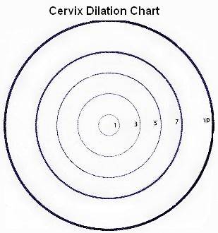 Pregnancy Cervix Dilation Chart